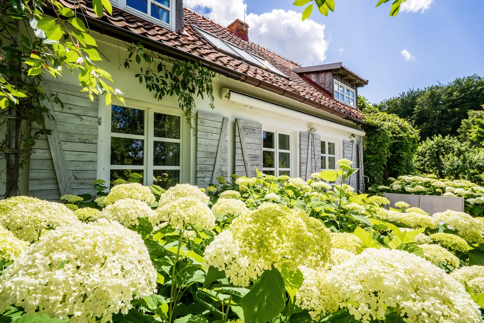 Domek hotelowy wśród hortensji — Narie Resort & Spa, okolice Morąga; zdjęcia terenu hotelu